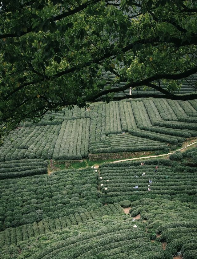 盡是江南春意濃