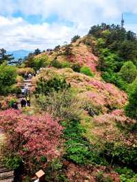 人間四月天，被這座杜鵑山承包了
