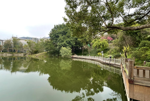 屏山公園賞櫻