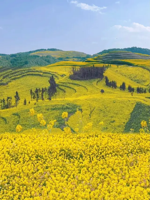 The most beautiful view of the rapeseed flowers in Luoping is right here