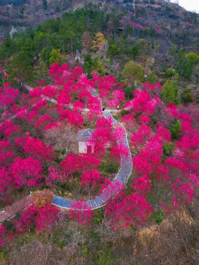 Help! Wuhan doesn't even promote this valley full of plum blossoms
