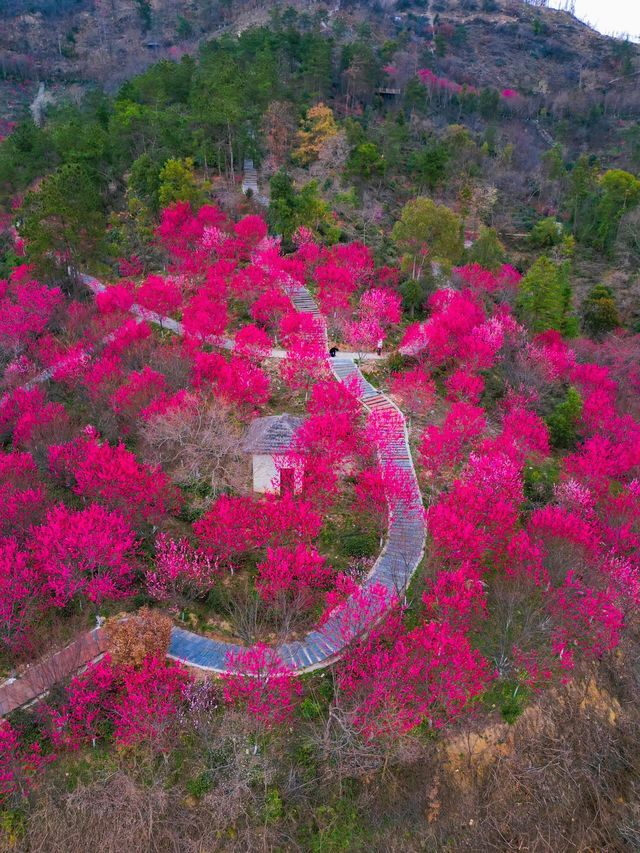 救命！武漢居然不宣傳這個開滿梅花的山谷