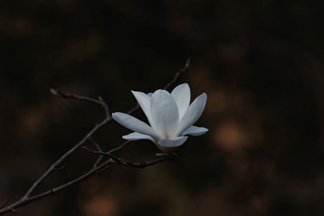 【春意盎然，假日裡讓我們一起蕩起雙槳】