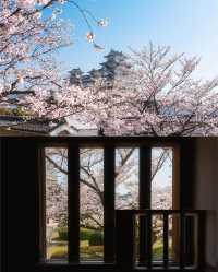 姫路城の桜🌸