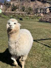 雲端彼岸茶馬古道果然聽再多不如來玩一遍