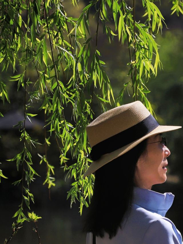 豐澤源植物園•驚豔的不止是櫻花和紫藤•更有瀘沽湖的水性楊花