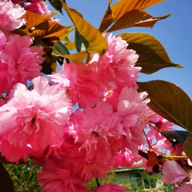 遇見櫻花🌸，又偶遇農家樂