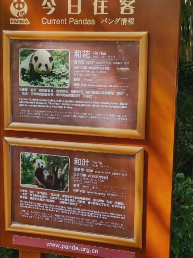 成都熊貓基地｜零排隊！看了20多隻熊貓！