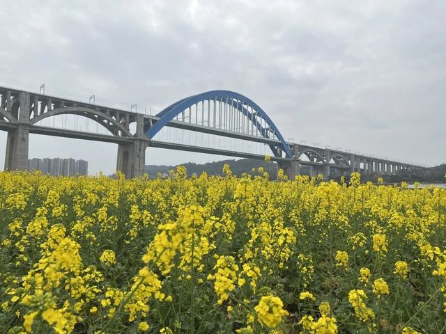 宜賓城邊的油菜花海，叙永區雪灘公園賞花去