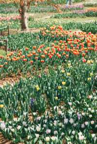 今年的第一片郁金香是合肥植物園看的！