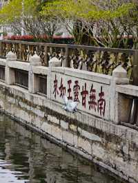 藏在寺廟裡的春天，南普陀寺木棉花開（附攻略）