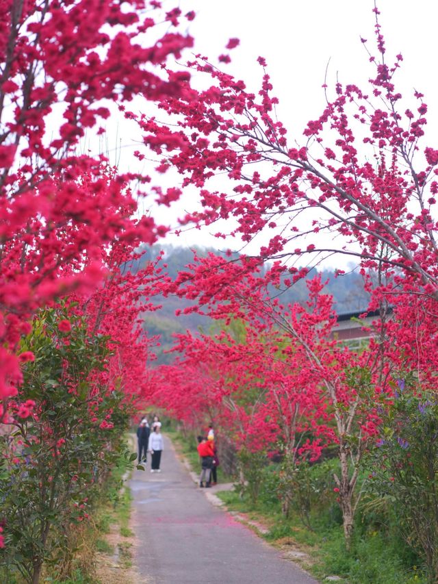 龍泉山桃花開了！仙境！寶獅村賞花攻略