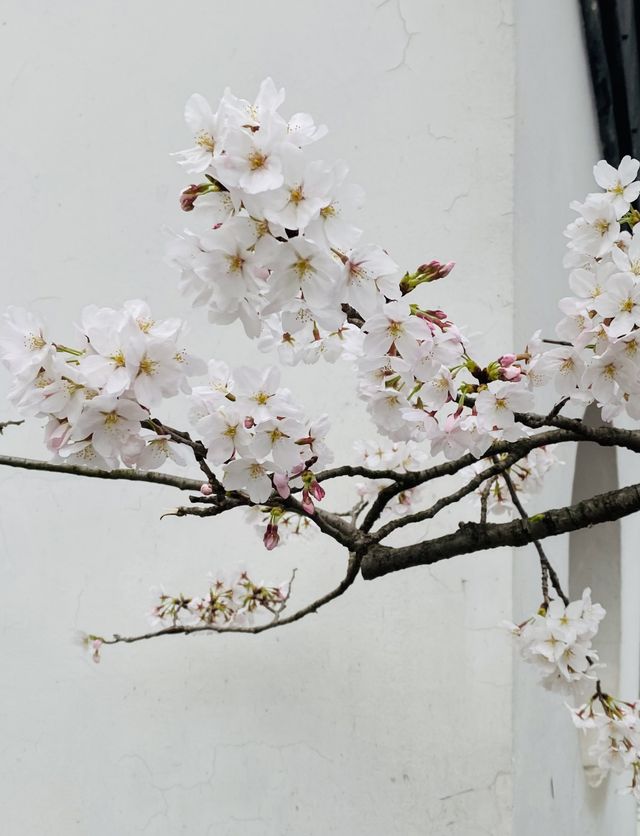 無錫兩日遊