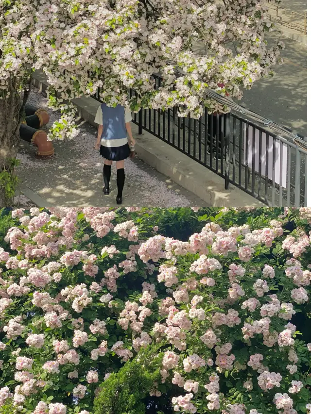 เส้นทางชมดอกไม้ที่ไม่ค่อยมีคนรู้จักในเมืองไหหลำ Citywalk【รวม