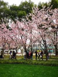 春日顶流的靜安雕塑公園櫻花季