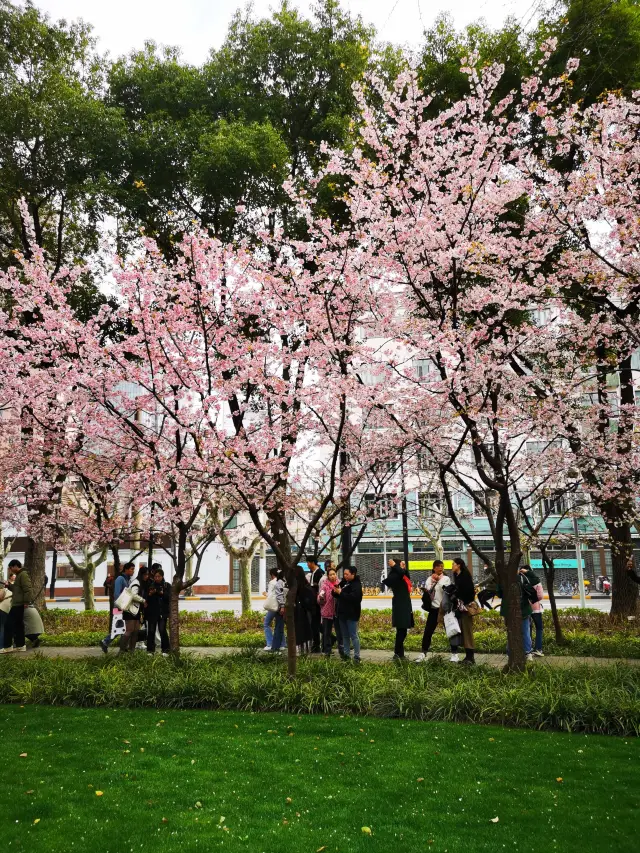 春日のトップトレンド、静安彫刻公園の桜フェスティバル