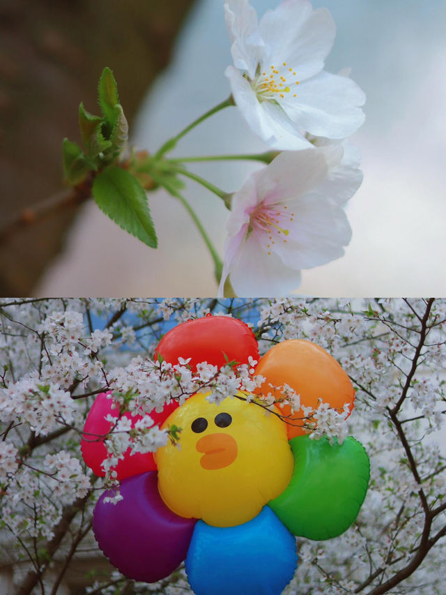 長沙｜櫻花大道·晚安文化公園