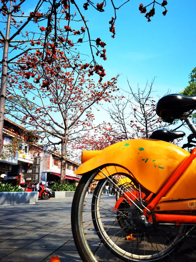 I count the kapok trees in the ancient city of Quanzhou