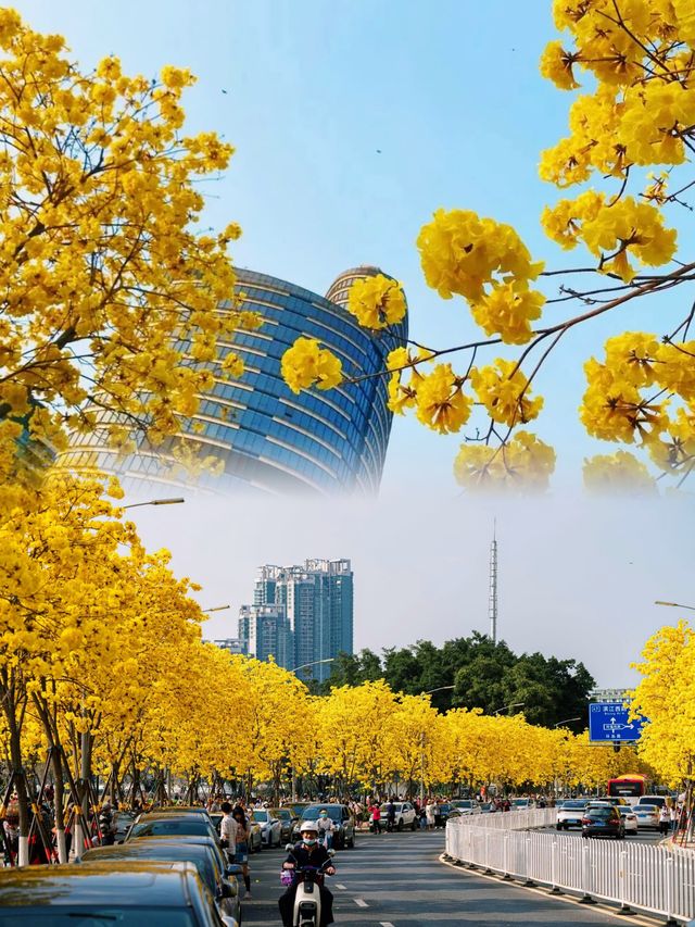 地鐵直達！廣州兩大寶藏公園，黃花風鈴木盛開等你來拍