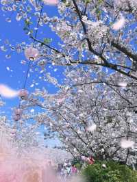 櫻花盛開是天安乾樹最美時刻｜魔都古巴比倫