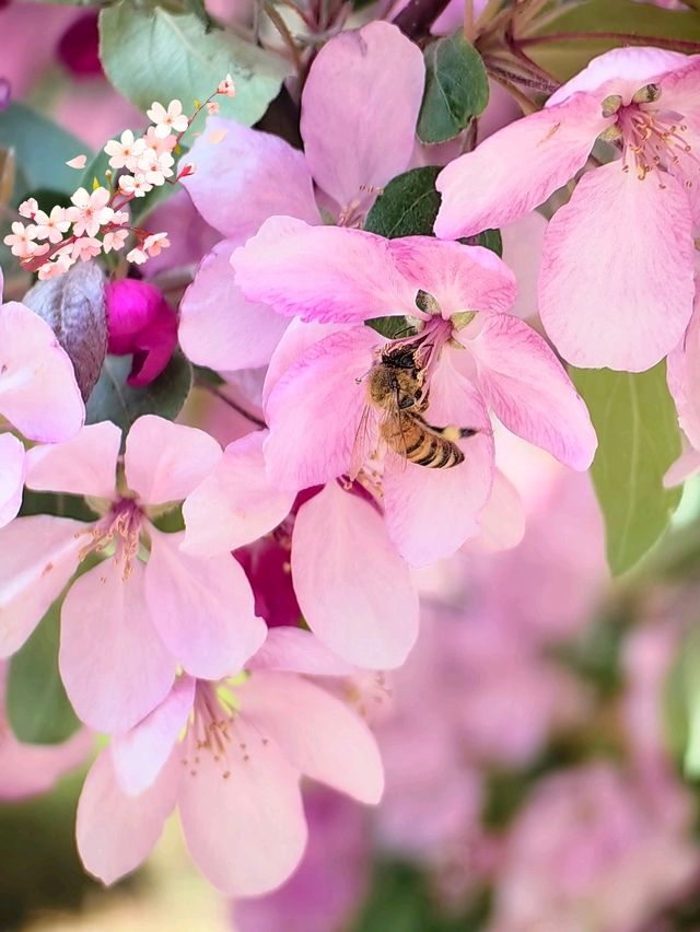 Blooms, blooms, and more blooms! 🪷