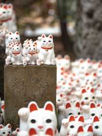 日本東京豪德寺攻略｜超可愛招財貓接好運