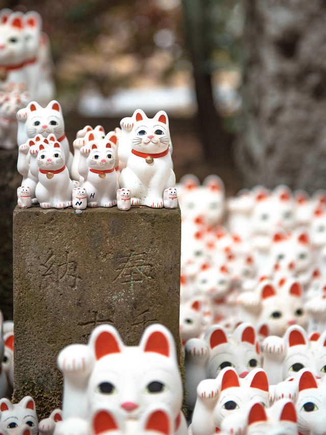 日本東京豪德寺攻略｜超可愛招財貓接好運