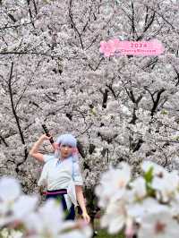 Sakuras making Gucun Park feel like a movie🌸