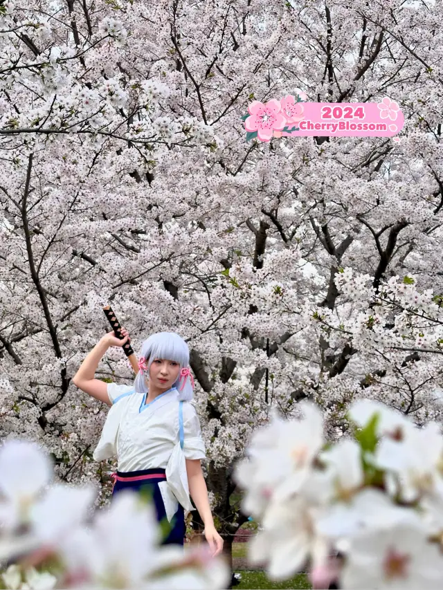 Sakuras making Gucun Park feel like a movie🌸