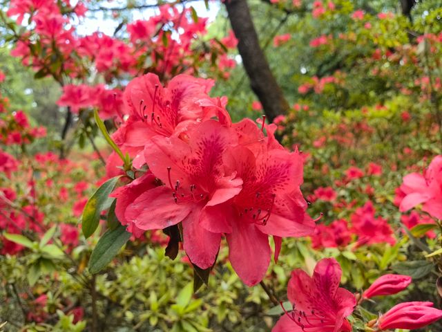 昆明杜鵑花節在黑龍潭公園開幕啦