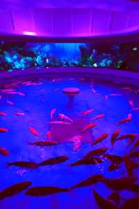 雲上海洋館·特別的存在