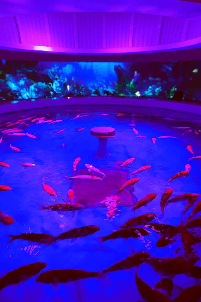 雲上海洋館·特別的存在 雲上海洋館·特別的存在