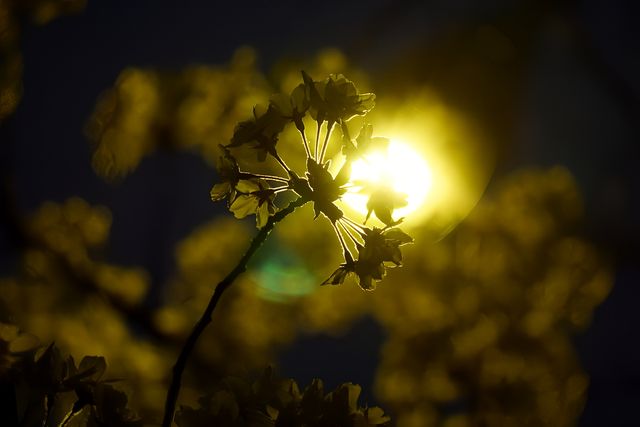 杭州春日賞花新時尚：杭州濱江“最美櫻花跑道”夜遊賞櫻攻略來了