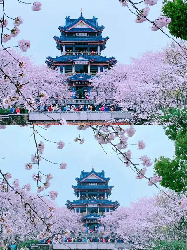 봄과 경치가 밝아오기만을 기다립니다! 원두주에서 벚꽃 구경하기 위한 실용 가이드!