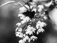 Enigmatic Davidia involucrata 🕊️ 🌸