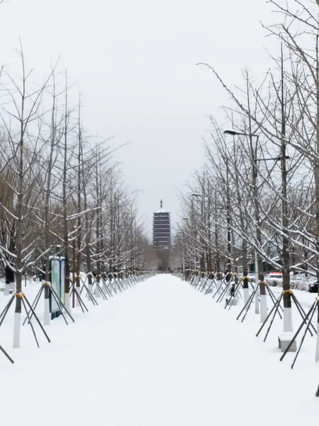 Snow adorns the Garden Expo Park