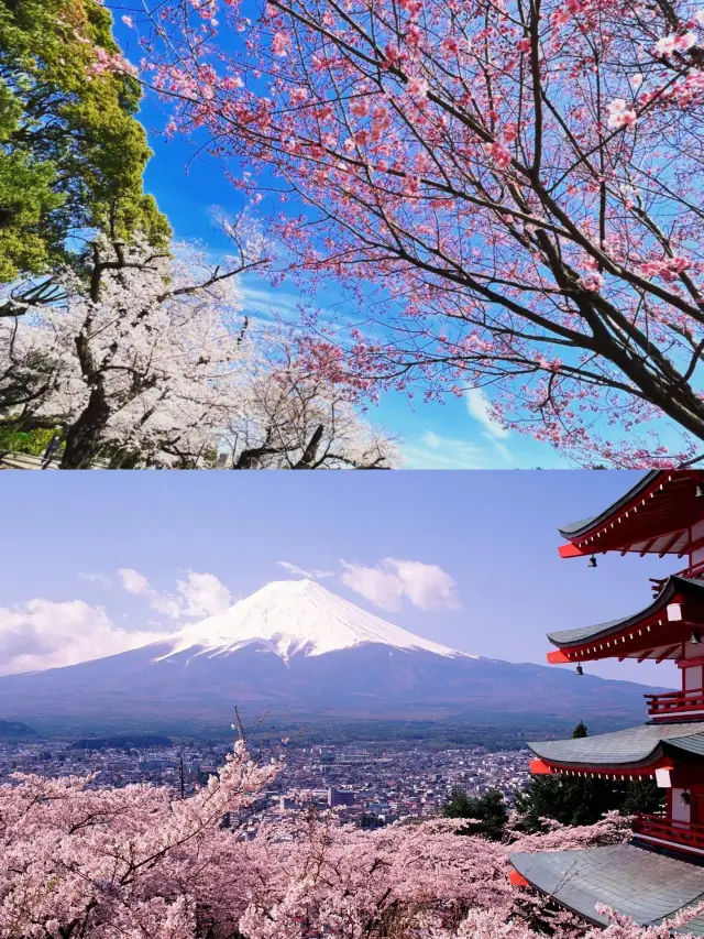 일본 벚꽃의 최고 꽃봉오리 시기