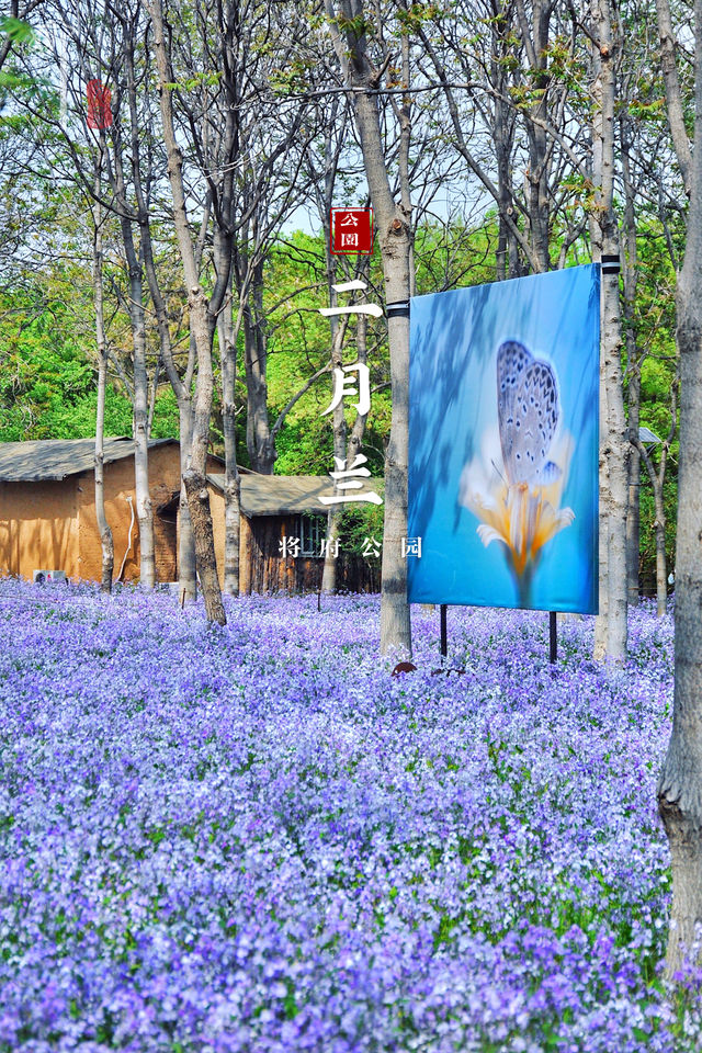 Beijing | An annual spectacle of this romantic and gentle sea of purple flowers is not to be missed.