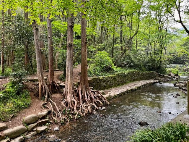 十里琅珰實拍上春山，龍井問茶