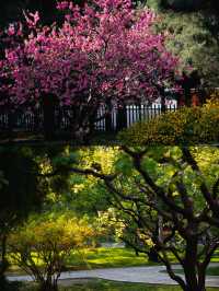 中山公園的鬱金香已盛開