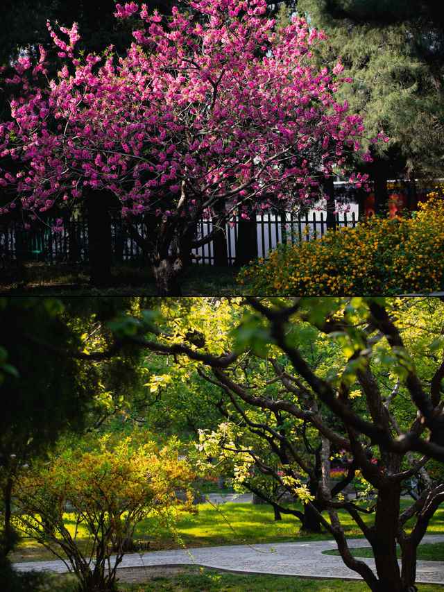 中山公園的鬱金香已盛開