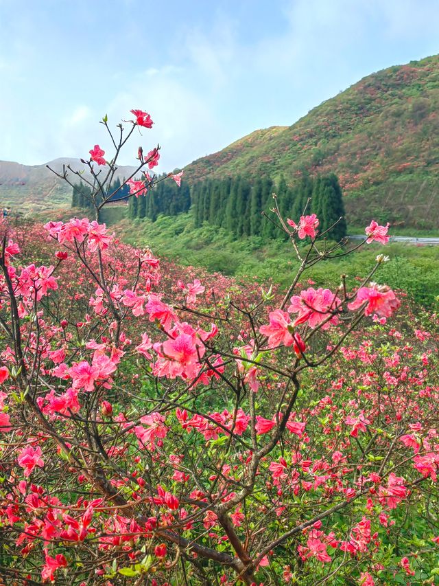 約會浏陽大圍山，在花海漫遊，雲中信步