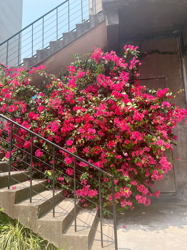 人少出片！來廈門旅遊必打卡的華美空間。