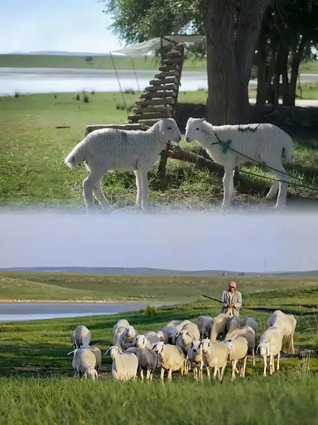 Spend a leisurely time with the lambs at the weekend ranch