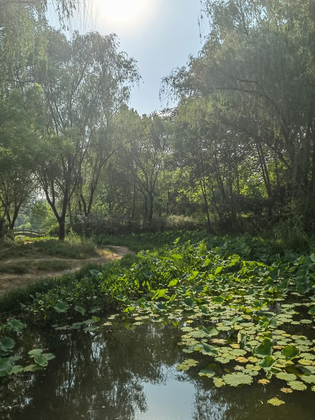 濟南西值得打卡的天然氧吧森林