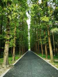 東平國家森林公園是華東地區最大人工森林