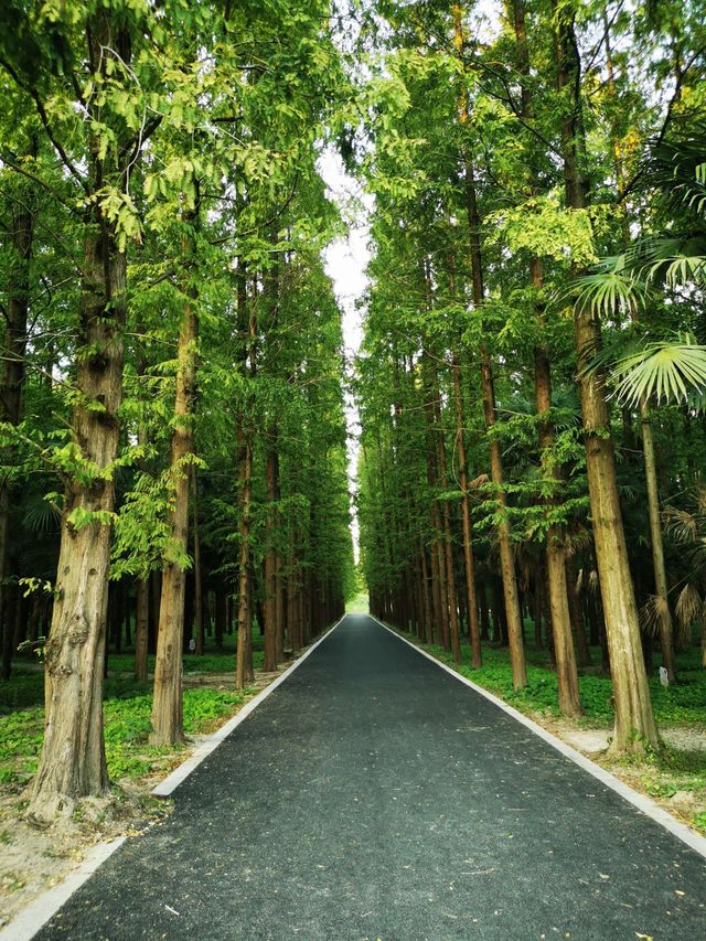 東平國家森林公園是華東地區最大人工森林