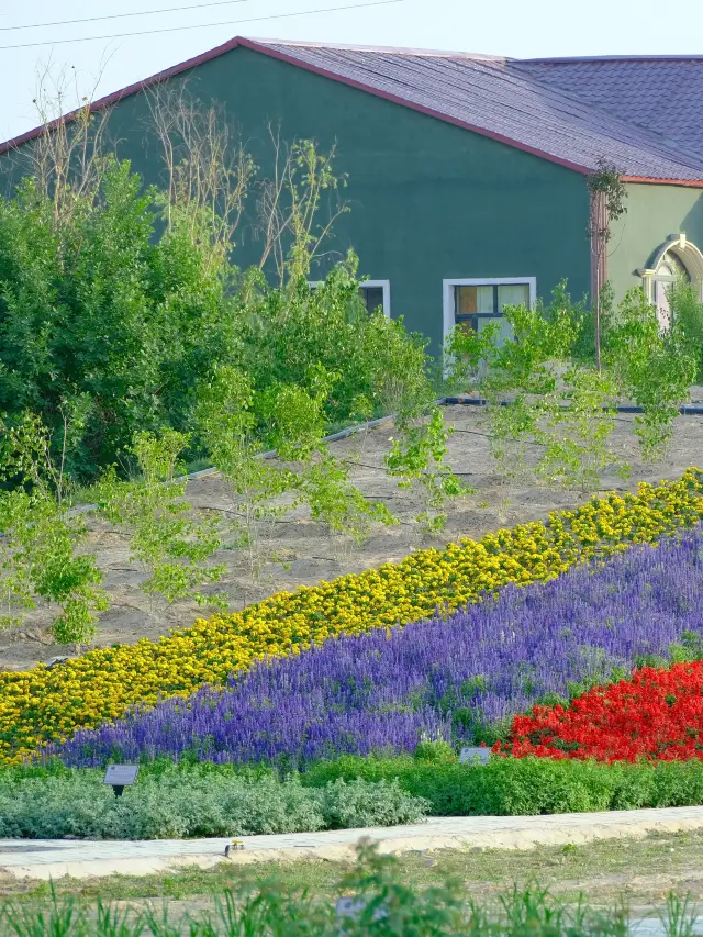 산과 들을 가득 채운 보라색 낭만을 보러 가요 【해우공주 라벤더 농장】