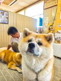 與秋田犬初次親密接觸-夏日陸奧千里行【十】。