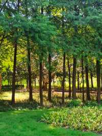公園避暑 | 遇見超美的水上森林。。